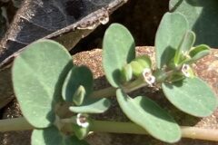 Euphorbia serpens_Joanjo Garcia CC BY-NC