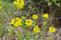 Euphorbia verrucosa_Isabel Gallen CC BY-NC