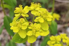 Euphorbia verrucosa_Isabel Gallen CC BY-NC