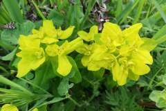 Euphorbia verrucosa_Isabel Gallent