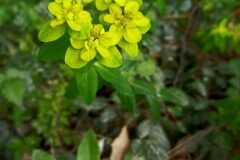 Euphorbia verrucosa_Neus Julia CC BY-SA