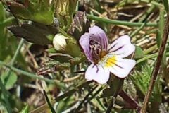 Euphrasia pectinata_Jordi Espar_CC BY