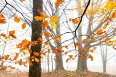 Fagus sylvatica_2.jpg