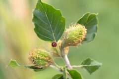 Fagus sylvatica_3.jpg