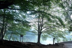 Fagus sylvatica_4.jpg