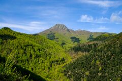 Fagus sylvatica_5.jpg