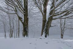 Fagus sylvatica_6.jpg