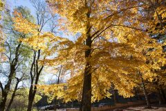 Fagus sylvatica_7.jpg