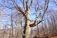 Fagus sylvatica_8.jpg