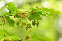 Fagus sylvatica_9.jpg