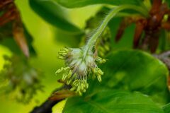 Fagus sylvatica_Joaquim Reberte