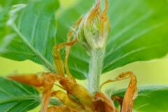 Fagus sylvatica_Joaquim Reberte