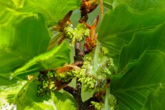 Fagus sylvatica_Joaquim Reberte