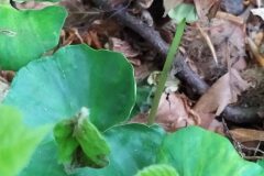 Fagus sylvatica_Merce Vallicrosa CC BY-NC