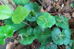 Fagus sylvatica_Merce Vallicrosa CC BY-NC