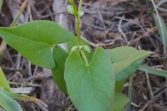 Fallopia convolvulus_Merce Vallicrosa CC BY-NC