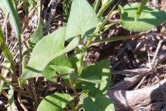 Fallopia convolvulus_Merce Vallicrosa CC BY-NC