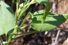 Fallopia convolvulus_Merce Vallicrosa CC BY-NC