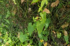 Fallopia dumetorum_Katarzyna Zarnowiec CC BY-SA