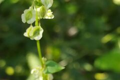 Fallopia dumetorum_Merce Vallicrosa CC BY-NC