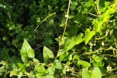 Fallopia dumetorum_Merce Vallicrosa CC BY-NC