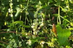 Fallopia dumetorum_Merce Vallicrosa CC BY-NC