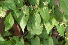 Fallopia dumetorum_Merce Vallicrosa CC BY-NC