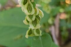 Fallopia dumetorum_Merce Vallicrosa CC BY-NC