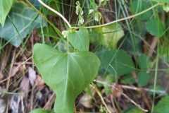 Fallopia dumetorum_Merce Vallicrosa CC BY-NC