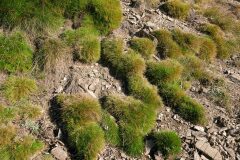 Festuca gautieri_Jorge Calvo CC BY-NC