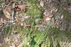 Festuca heterophylla subsp. heterophylla_Jordi Espar_CC BY