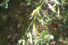 Festuca heterophylla subsp. heterophylla_Jordi Espar_CC BY