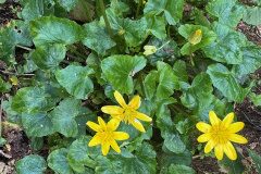 Ficaria ambigua_Andres Tello