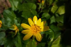 Ficaria ambigua_Angels Delgado