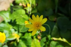 Ficaria ambigua_Angels Delgado