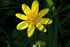 Ficaria ambigua_Anna Tello1.jpg