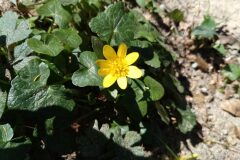 Ficaria ambigua_Jaume Marti CC BY-NC