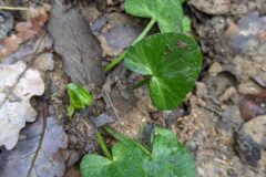 Ficaria ambigua_Katarzyna Zarnowiec CC BY-SA