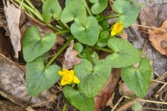 Ficaria ambigua_Katarzyna Zarnowiec CC BY-SA