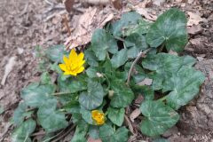 Ficaria ambigua_Marc Rovira CC BY-NC