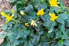 Ficaria ambigua_Merce Vallicrosa CC BY-NC