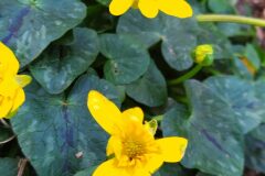 Ficaria ambigua_Merce Vallicrosa CC BY-NC