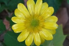 Ficaria ambigua_Merce Vallicrosa CC BY-NC