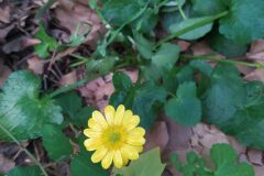 Ficaria ambigua_Merce Vallicrosa CC BY-NC