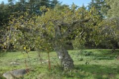 Ficus carica_Gabriel Huguet