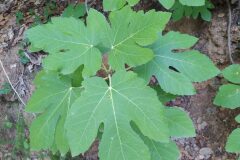 Ficus carica_Merce Vallicrosa CC BY-NC