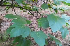 Ficus carica_Merce Vallicrosa CC BY-NC