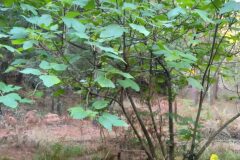 Ficus carica_Merce Vallicrosa CC BY-NC