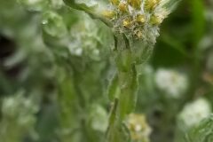 Filago germanica_Merce Vallicrosa CC BY-NC