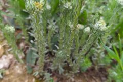 Filago germanica_Merce Vallicrosa CC BY-NC